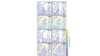 Subsurface Miocene Sequence Stratigraphic Framework in the Nile Delta, Egypt.pptx