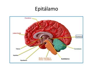 Epitálamo