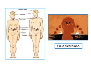 Ciclo sicardiano