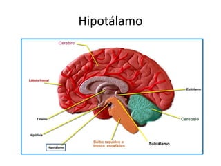 Hipotálamo