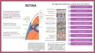 RETINA
El grueso de la retina es de 0.1
mm junto a la ora serrata y 0.56
en las partes del polo posterior.
En el centro de la retina posterior
está la mácula (con diámetro de
5.5 a 6.0 mm),
En anatomía se define a la mácula
lútea como el área de 3 mm de
diámetro que contiene el
pigmento amarillo xantofila. La
fóvea tiene 1.5 mm de diámetro
Las capas de la retina son, a partir de la cara interna:
1) membrana limitante interna;
2) capa de fibras nerviosas,
3) capa de células ganglionares
4) capa plexiforme interna
5) capa nuclear interna de cuerpos celulares
bipolares, amacrinos y horizontales
6) capa plexiforme externa,
7) capa nuclear externa de núcleos de células
fotorreceptoras
8) membrana limitante externa
9) capa fotorreceptora de bastones y los
segmentos de conos interno y externo,
10) epitelio retiniano pigmentario
En el adulto mide alrededor de
6.5 mm detrás de la línea de
Schwalbe, en el lado temporal,
y 5.7 mm detrás de dicha línea,
en el lado nasal.
membrana de Bruch, la
coroides y la esclerótica.
La superficie interna de la
retina está en aposición con el
cuerpo vítreo
 
