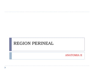 REGION PERINEAL ANATOMIA II 