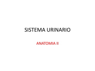 SISTEMA URINARIO ANATOMIA II 