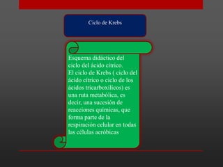 Ciclo de Krebs

Esquema didáctico del
ciclo del ácido cítrico.
El ciclo de Krebs ( ciclo del
ácido cítrico o ciclo de los
ácidos tricarboxílicos) es
una ruta metabólica, es
decir, una sucesión de
reacciones químicas, que
forma parte de la
respiración celular en todas
las células aeróbicas

 