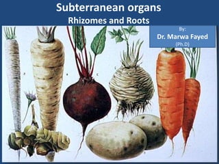 Subterranean organs
Rhizomes and Roots
By:
Dr. Marwa Fayed
(Ph.D)
 
