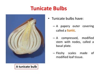 Tunicate Bulbs
• Tunicate bulbs have:
– A papery outer covering
called a tunic.
– A compressed, modified
stem with nodes, called a
basal plate.
– Fleshy scales made of
modified leaf tissue.
A tunicate bulb
 