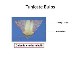 Tunicate Bulbs
Fleshy Scales
Basal Plate
Onion is a tunicate bulb
 