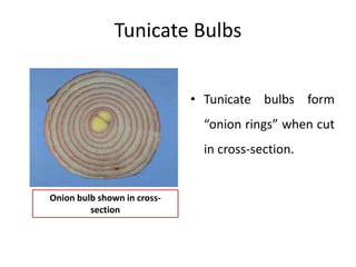 Tunicate Bulbs
• Tunicate bulbs form
“onion rings” when cut
in cross-section.
Onion bulb shown in cross-
section
 
