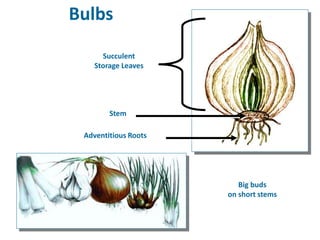 Bulbs
Big buds
on short stems
Adventitious Roots
Succulent
Storage Leaves
Stem
 