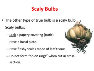 Scaly Bulbs
• The other type of true bulb is a scaly bulb.
Scaly bulbs:
– Lack a papery covering (tunic).
– Have a basal plate.
– Have fleshy scales made of leaf tissue.
– Do not form “onion rings” when cut in cross-
section.
 