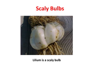 Scaly Bulbs
Lilium is a scaly bulb
 