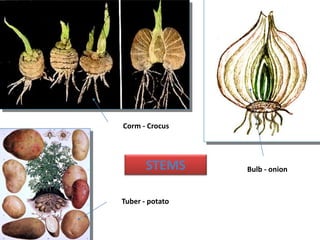 Bulb - onion
Tuber - potato
Corm - Crocus
STEMS
 
