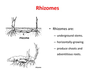 Rhizomes
• Rhizomes are:
– underground stems.
– horizontally-growing.
– produce shoots and
adventitious roots.
Iris rhizome
 