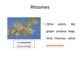 Rhizomes
• Other plants, like
ginger, produce large,
thick rhizomes called
pachymorphs.
The pachymorph
rhizome of Ginger
 