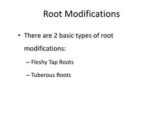 Root Modifications
• There are 2 basic types of root
modifications:
– Fleshy Tap Roots
– Tuberous Roots
 