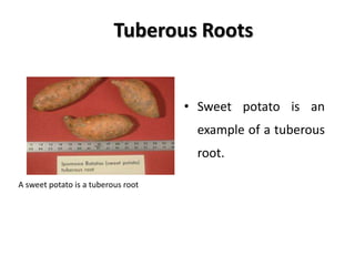 Tuberous Roots
• Sweet potato is an
example of a tuberous
root.
A sweet potato is a tuberous root
 