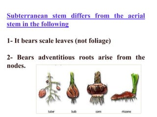 Subterranean stem differs from the aerial
stem in the following
1- It bears scale leaves (not foliage)
2- Bears adventitious roots arise from the
nodes.
 