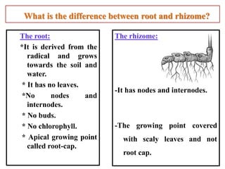 What is the difference between root and rhizome?
The root:
*It is derived from the
radical and grows
towards the soil and
water.
* It has no leaves.
*No nodes and
internodes.
* No buds.
* No chlorophyll.
* Apical growing point
called root-cap.
The rhizome:
-It has nodes and internodes.
-The growing point covered
with scaly leaves and not
root cap.
 