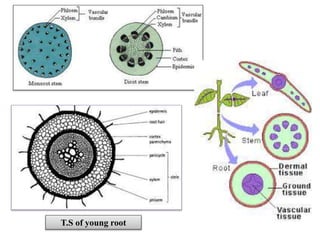 T.S of young root
 