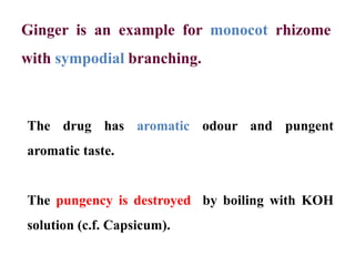 Ginger is an example for monocot rhizome
with sympodial branching.
The drug has aromatic odour and pungent
aromatic taste.
The pungency is destroyed by boiling with KOH
solution (c.f. Capsicum).
 