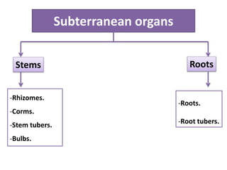 Subterranean organs
Stems Roots
-Rhizomes.
-Corms.
-Stem tubers.
-Bulbs.
-Roots.
-Root tubers.
 