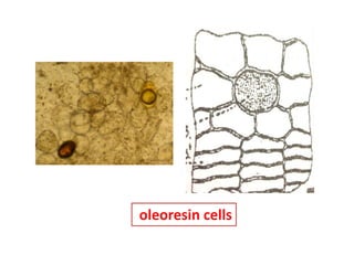 oleoresin cells
 