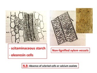 Non-lignified xylem vessels
N.B: Absence of scleried cells or calcium oxalate
- scitaminaceous starch
- oleoresin cells
 