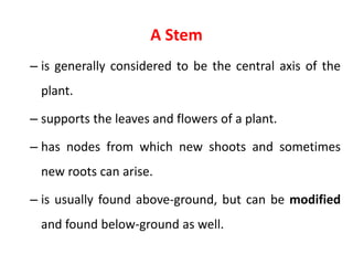 A Stem
– is generally considered to be the central axis of the
plant.
– supports the leaves and flowers of a plant.
– has nodes from which new shoots and sometimes
new roots can arise.
– is usually found above-ground, but can be modified
and found below-ground as well.
 