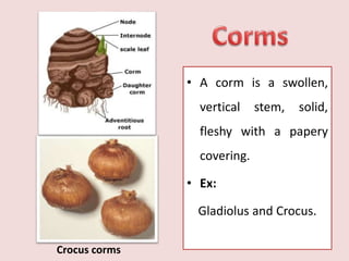 • A corm is a swollen,
vertical stem, solid,
fleshy with a papery
covering.
• Ex:
Gladiolus and Crocus.
Crocus corms
 