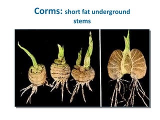 Corms: short fat underground
stems
 