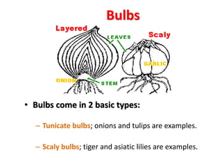 Bulbs
• Bulbs come in 2 basic types:
– Tunicate bulbs; onions and tulips are examples.
– Scaly bulbs; tiger and asiatic lilies are examples.
 