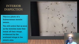 • This is a photo of a
Subterranean termite
swarm.
• You will notice that as soon
as the termites mate they
break off their wings,
evidenced by the
scattered wings in the
swarm area.
 