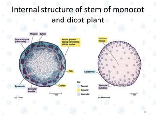 Internal structure of stem of monocot
and dicot plant
16
 