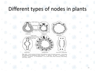 Different types of nodes in plants
19
 