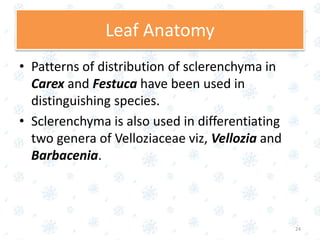 • Patterns of distribution of sclerenchyma in
Carex and Festuca have been used in
distinguishing species.
• Sclerenchyma is also used in differentiating
two genera of Velloziaceae viz, Vellozia and
Barbacenia.
24
Leaf Anatomy
 