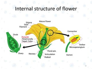 Internal structure of flower
34
 