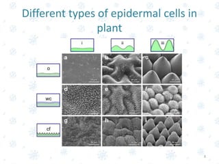 Different types of epidermal cells in
plant
8
 