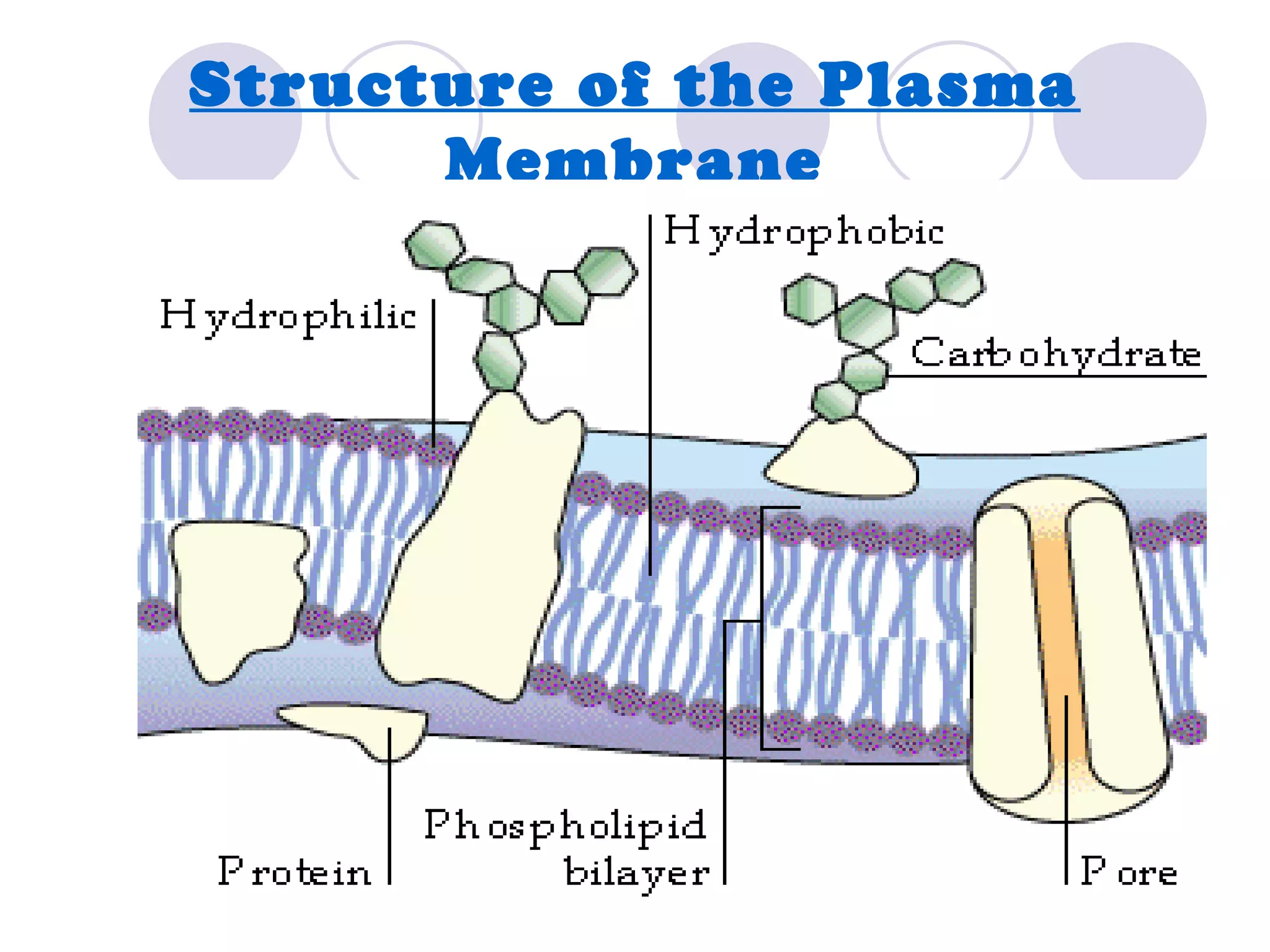 Structure of the Plasma
      Membrane
 