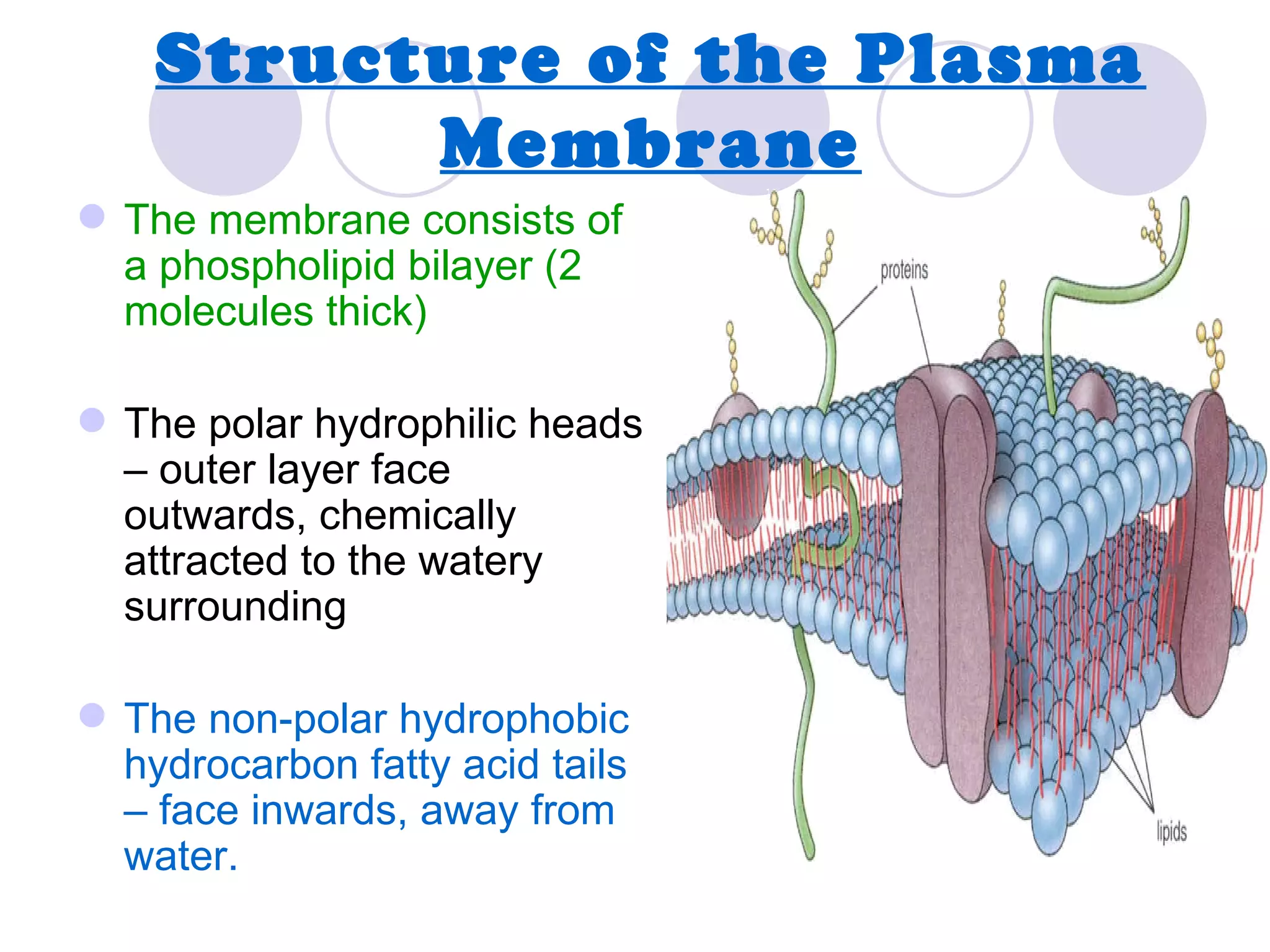 Structure of the Plasma
          Membrane
 The membrane consists of
  a phospholipid bilayer (2
  molecules thick)

 The polar hydrophilic heads
  – outer layer face
  outwards, chemically
  attracted to the watery
  surrounding

 The non-polar hydrophobic
  hydrocarbon fatty acid tails
  – face inwards, away from
  water.
 