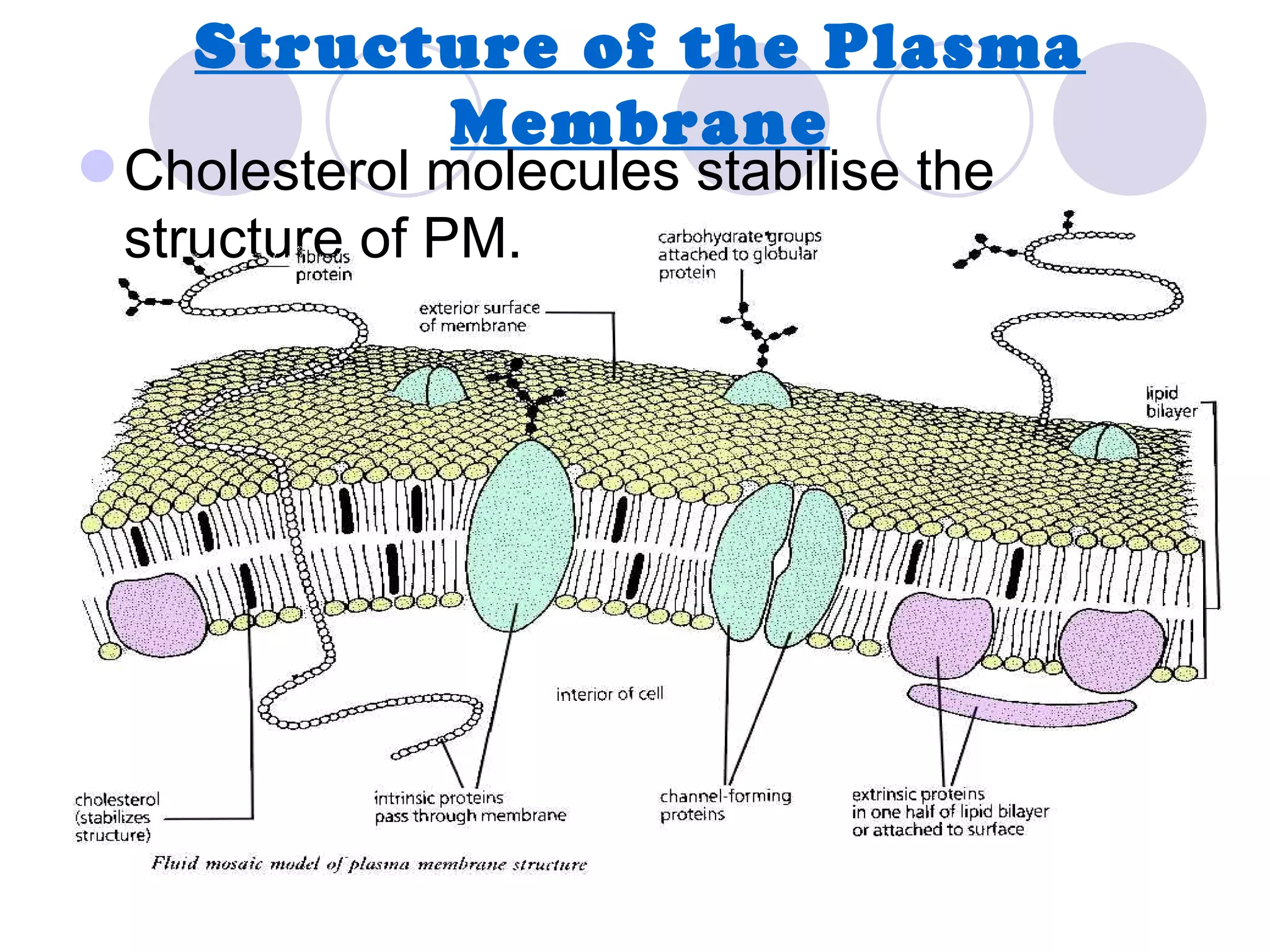 Structure of the Plasma
          Membrane
 Cholesterol molecules stabilise the
  structure of PM.
 