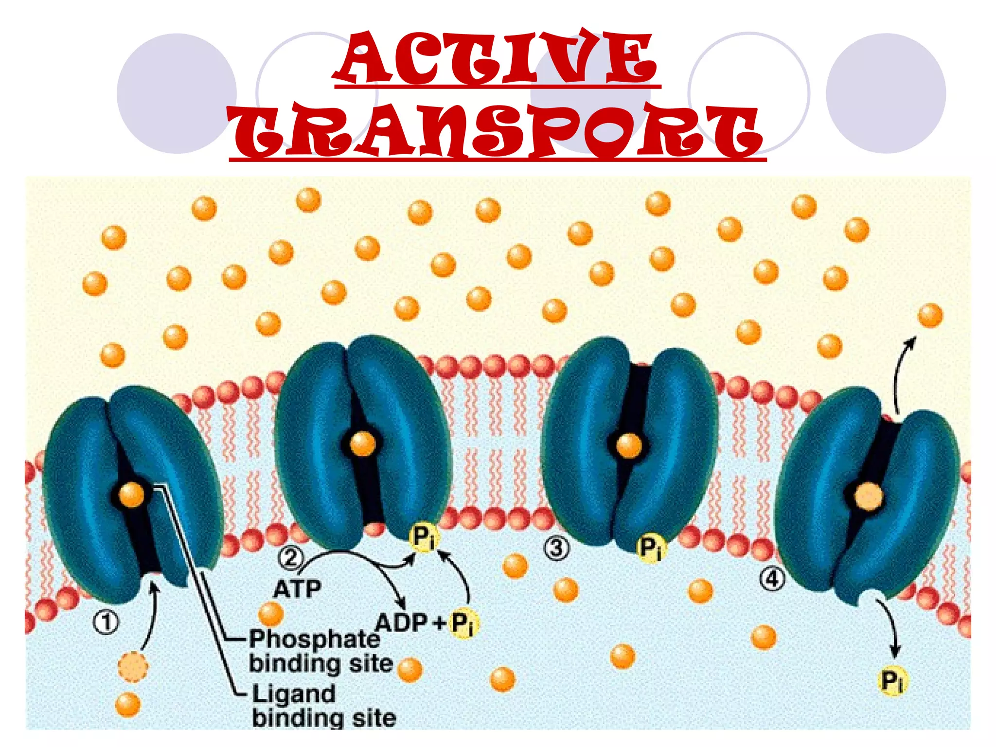 ACTIVE
TRANSPORT
 