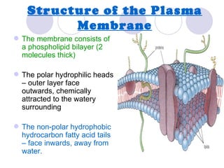 Structure of the Plasma
          Membrane
 The membrane consists of
  a phospholipid bilayer (2
  molecules thick)

 The polar hydrophilic heads
  – outer layer face
  outwards, chemically
  attracted to the watery
  surrounding

 The non-polar hydrophobic
  hydrocarbon fatty acid tails
  – face inwards, away from
  water.
 
