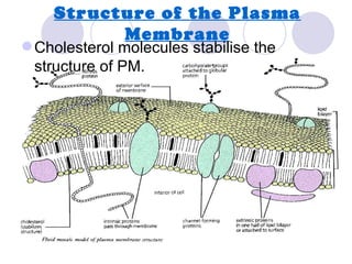 Structure of the Plasma
          Membrane
 Cholesterol molecules stabilise the
  structure of PM.
 