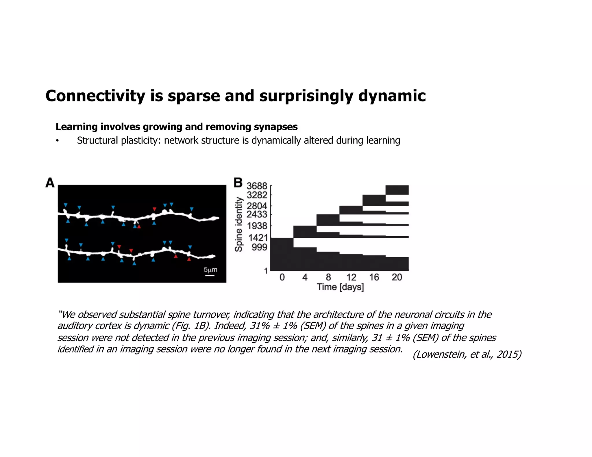 Connectivity is sparse and surprisingly dynamic
“We observed substantial spine turnover, indicating that the architecture of the neuronal circuits in the
auditory cortex is dynamic (Fig. 1B). Indeed, 31% ± 1% (SEM) of the spines in a given imaging
session were not detected in the previous imaging session; and, similarly, 31 ± 1% (SEM) of the spines
identified in an imaging session were no longer found in the next imaging session.
(Lowenstein, et al., 2015)
Learning involves growing and removing synapses
• Structural plasticity: network structure is dynamically altered during learning
 