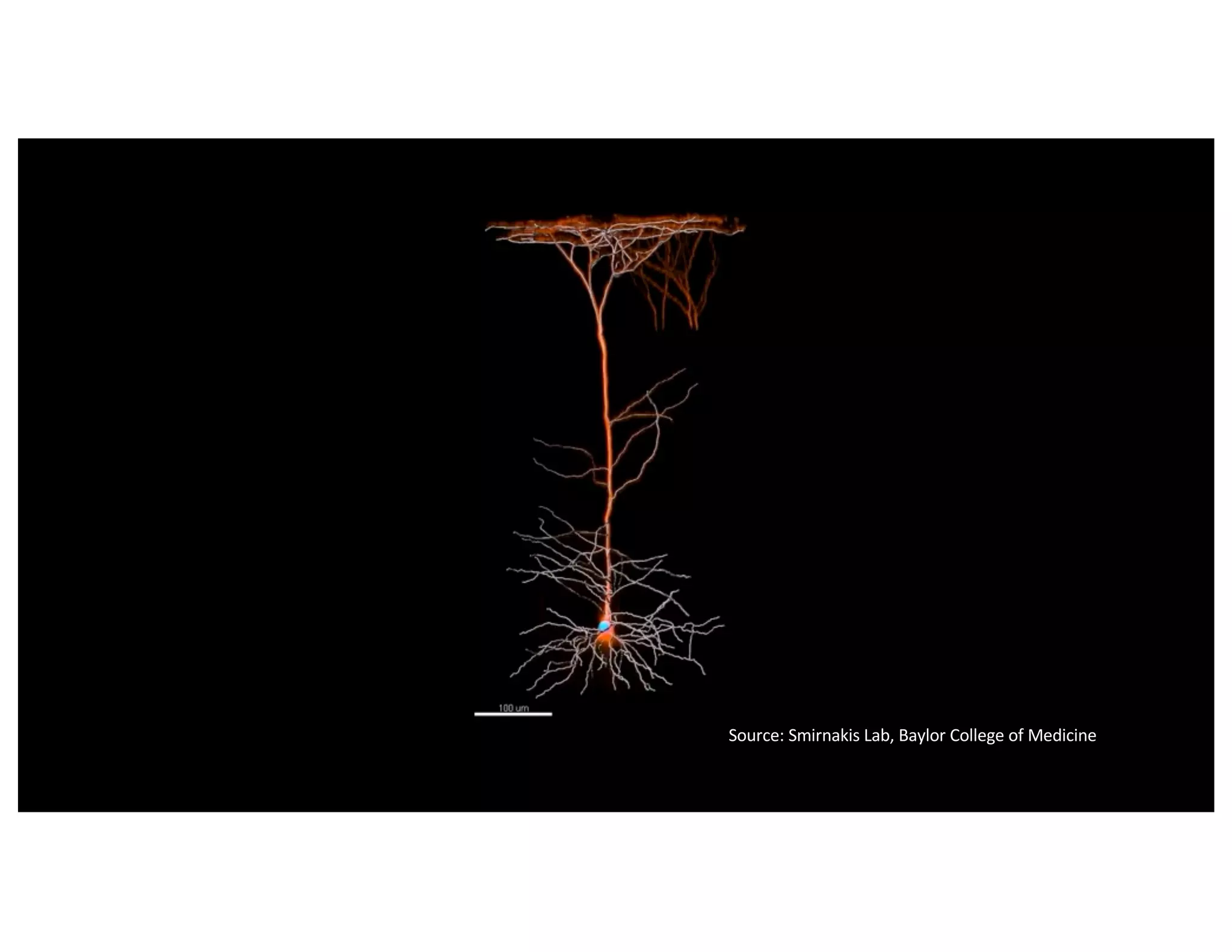 Source: Smirnakis Lab, Baylor College of Medicine
 