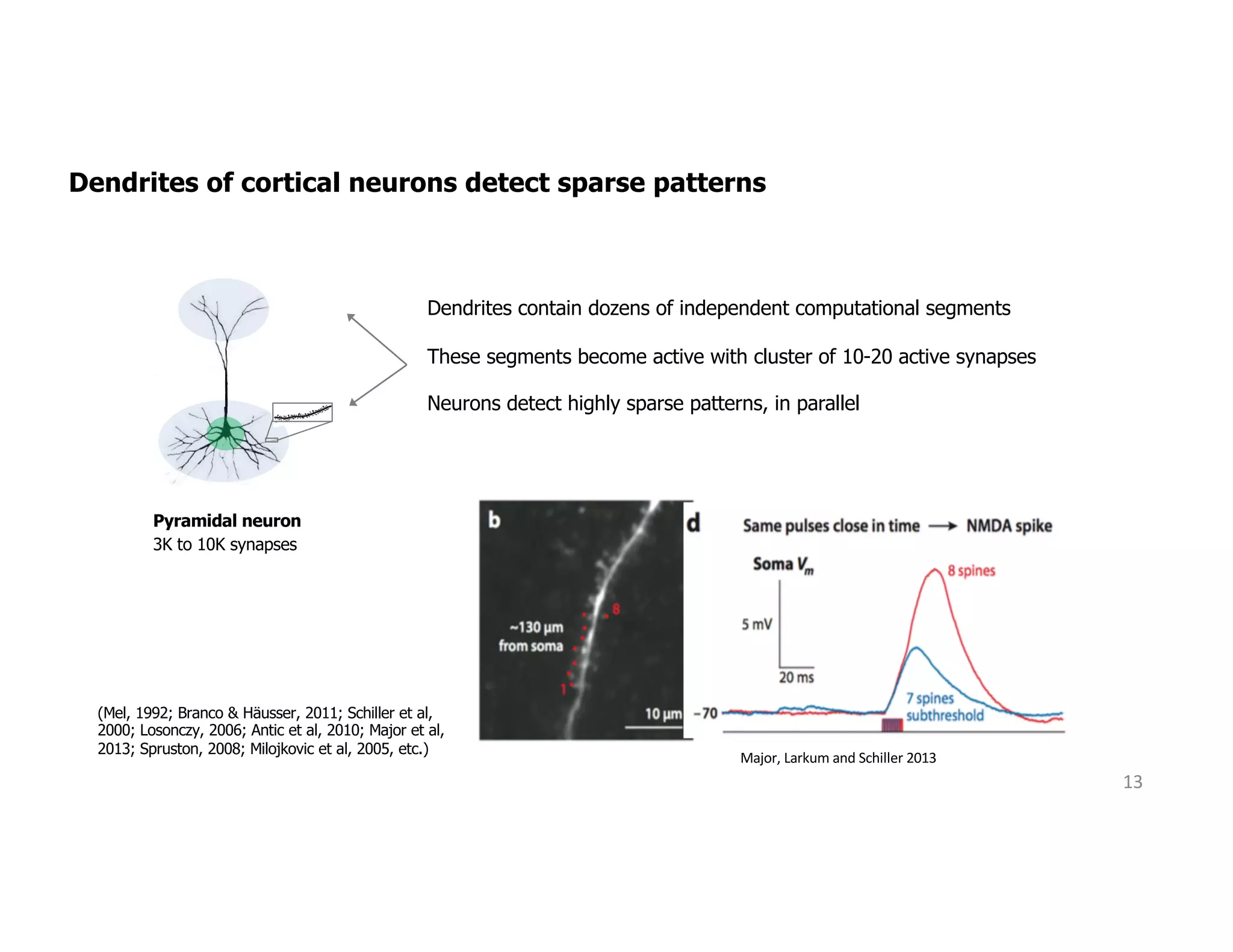 Dendrites of cortical neurons detect sparse patterns
(Mel, 1992; Branco & Häusser, 2011; Schiller et al,
2000; Losonczy, 2006; Antic et al, 2010; Major et al,
2013; Spruston, 2008; Milojkovic et al, 2005, etc.)
Major, Larkum and Schiller 2013
13
Pyramidal neuron
3K to 10K synapses
Dendrites contain dozens of independent computational segments
These segments become active with cluster of 10-20 active synapses
Neurons detect highly sparse patterns, in parallel
 