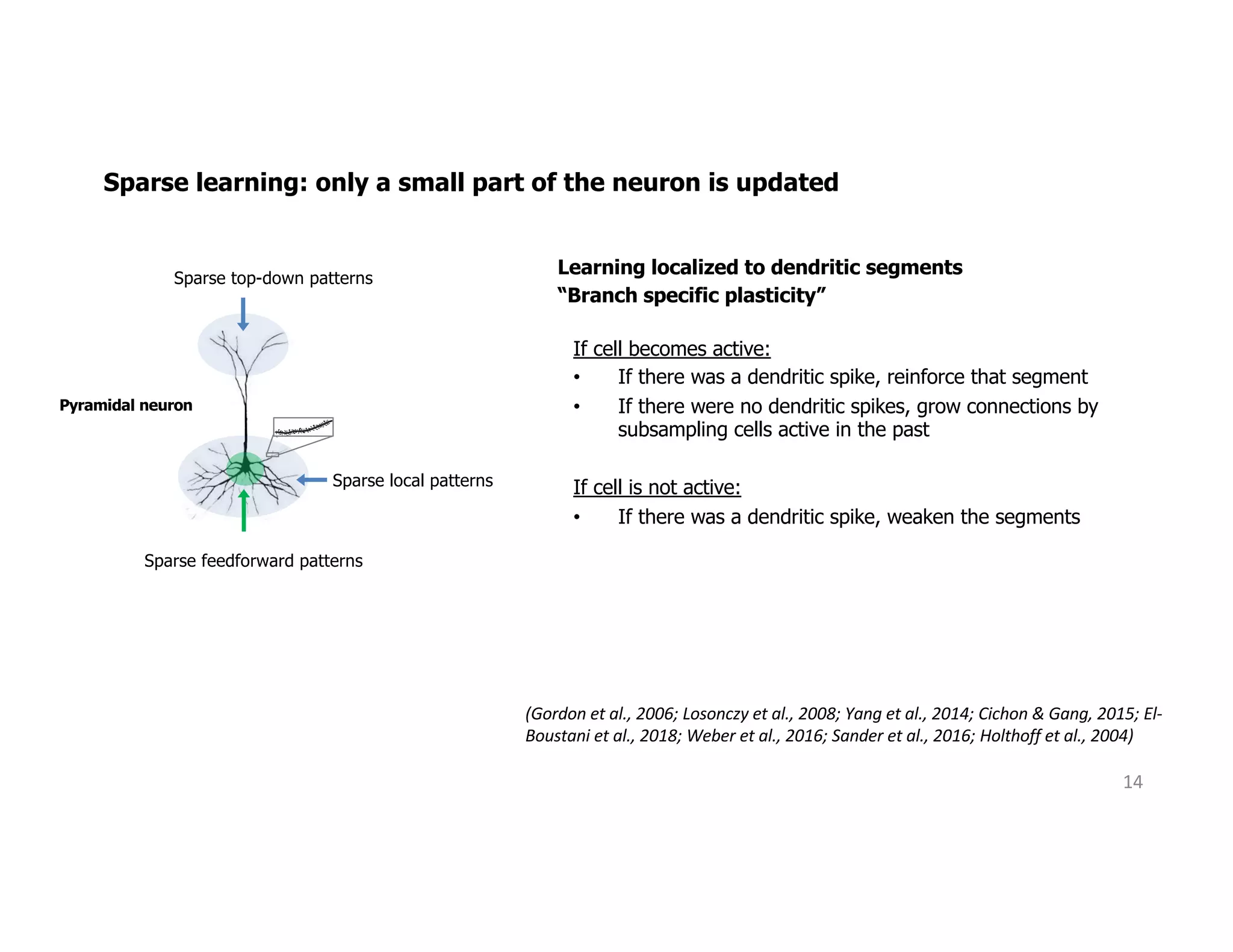 Pyramidal neuron
Sparse feedforward patterns
Sparse local patterns
Sparse top-down patterns
14
Learning localized to dendritic segments
“Branch specific plasticity”
If cell becomes active:
• If there was a dendritic spike, reinforce that segment
• If there were no dendritic spikes, grow connections by
subsampling cells active in the past
If cell is not active:
• If there was a dendritic spike, weaken the segments
Sparse learning: only a small part of the neuron is updated
(Gordon et al., 2006; Losonczy et al., 2008; Yang et al., 2014; Cichon & Gang, 2015; El-
Boustani et al., 2018; Weber et al., 2016; Sander et al., 2016; Holthoff et al., 2004)
 