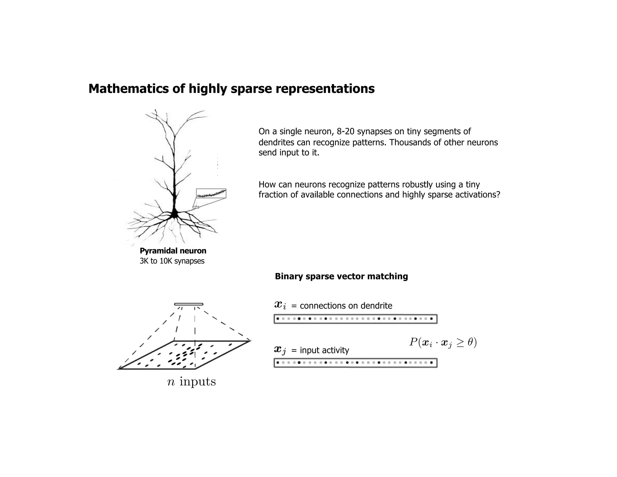 On a single neuron, 8-20 synapses on tiny segments of
dendrites can recognize patterns. Thousands of other neurons
send input to it.
How can neurons recognize patterns robustly using a tiny
fraction of available connections and highly sparse activations?
Mathematics of highly sparse representations
Pyramidal neuron
3K to 10K synapses
xi<latexit sha1_base64="(null)">(null)</latexit><latexit sha1_base64="(null)">(null)</latexit><latexit sha1_base64="(null)">(null)</latexit><latexit sha1_base64="(null)">(null)</latexit>
n inputs<latexit sha1_base64="dwl2mcnPQNgv8dEIjD6vL0j60R0=">AAAB+XicbVDLSsNAFJ3UV62vqEtFBovgqiS60GXRjcsW7APaUCbTSTt0MgkzN8USuvQv3LhQxK2bfoc7v8GfcJp2oa0HLhzOuZd77/FjwTU4zpeVW1ldW9/Ibxa2tnd29+z9g7qOEkVZjUYiUk2faCa4ZDXgIFgzVoyEvmANf3A79RtDpjSP5D2MYuaFpCd5wCkBI3VsW+I2sAdIMZdxAnrcsYtOycmAl4k7J8Xy8aT6/XgyqXTsz3Y3oknIJFBBtG65TgxeShRwKti40E40iwkdkB5rGSpJyLSXZpeP8ZlRujiIlCkJOFN/T6Qk1HoU+qYzJNDXi95U/M9rJRBce2n2E5N0tihIBIYIT2PAXa4YBTEyhFDFza2Y9okiFExYBROCu/jyMqlflNzLklM1adygGfLoCJ2ic+SiK1RGd6iCaoiiIXpCL+jVSq1n6816n7XmrPnMIfoD6+MHppeXXg==</latexit>
P(xi · xj ✓)<latexit sha1_base64="(null)">(null)</latexit><latexit sha1_base64="(null)">(null)</latexit><latexit sha1_base64="(null)">(null)</latexit><latexit sha1_base64="(null)">(null)</latexit><latexit sha1_base64="(null)">(null)</latexit><latexit sha1_base64="(null)">(null)</latexit><latexit sha1_base64="(null)">(null)</latexit><latexit sha1_base64="(null)">(null)</latexit><latexit sha1_base64="(null)">(null)</latexit><latexit sha1_base64="(null)">(null)</latexit><latexit sha1_base64="(null)">(null)</latexit><latexit sha1_base64="(null)">(null)</latexit><latexit sha1_base64="(null)">(null)</latexit>
Binary sparse vector matching
= connections on dendrite
= input activity
 