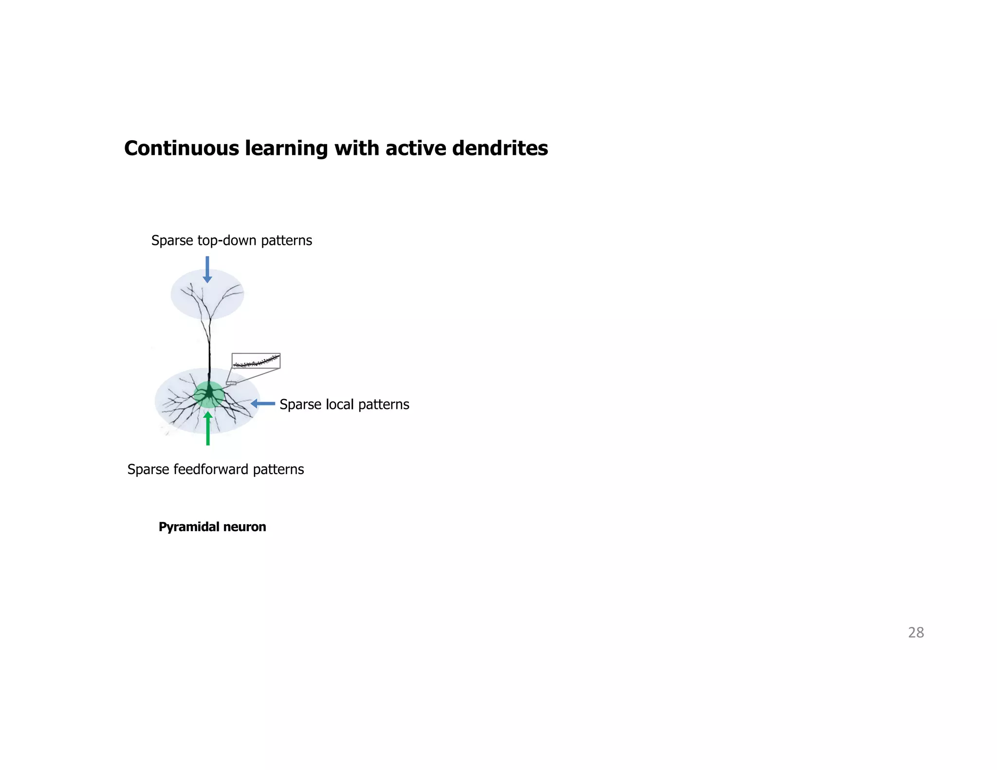 28
Continuous learning with active dendrites
Pyramidal neuron
Sparse feedforward patterns
Sparse top-down patterns
Sparse local patterns
 