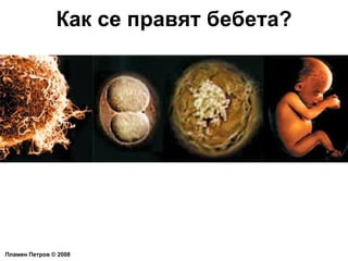 Как се правят бебета? Пламен Петров  ©  2008 